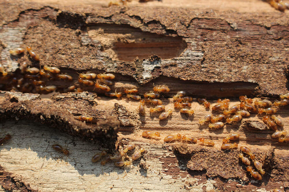 termites coming from bathroom sink